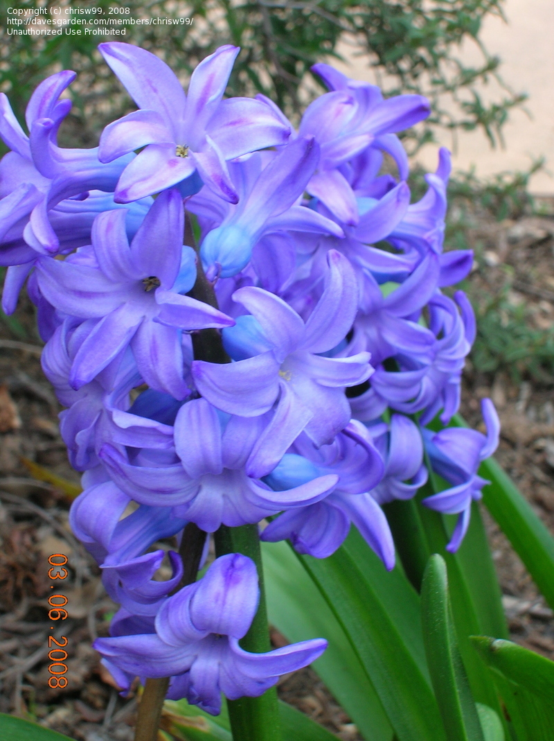 راهنمای نگهداری و پرورش گل و گیاهان زینتی - سنبل